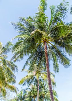 Tropical Coconut palm trees perspective view on blue sky background.