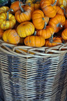 Wicker basket filled with mini pumpkins