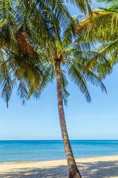 Tropical Coconut palm trees perspective view on blue sky background.