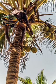 Man Climbing Cocos picker climbs branch harvester harvests coconut palm tree trunk. Sri Lanka King coconut plantation.