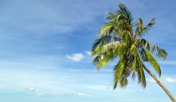 Tropical Coconut palm trees perspective view on blue sky background. Tropical coconut palm background.
