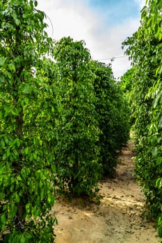 green berries pepper seed tree juicy fresh green leaves glow plantation India
