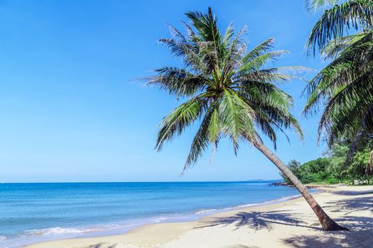 Tropical Coconut palm Tilted trees perspective view on blue sky background.