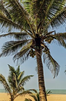 Man Climbing Cocos picker climbs branch harvester harvests coconut palm tree trunk. Sri Lanka King coconut plantation.
