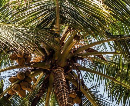 Sri Lanka Vegan organic Coconuts. King coconut palm (Cocos nucifera), coconuts on a tree silhouette background