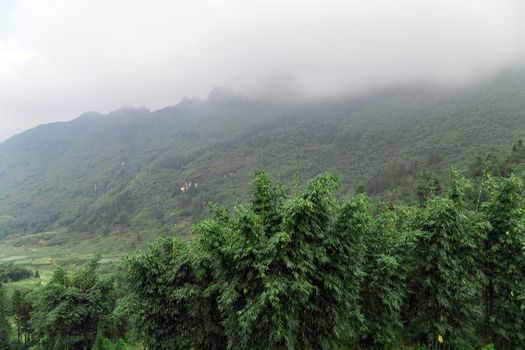 Vietnam Mountain background forested Bamboo plant hills at dawn in the fog. Vietnamese Natural landscape.