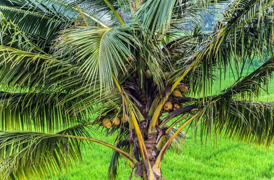 Palm Leaf abstract green nature background tropical leaves coconut floral pattern.