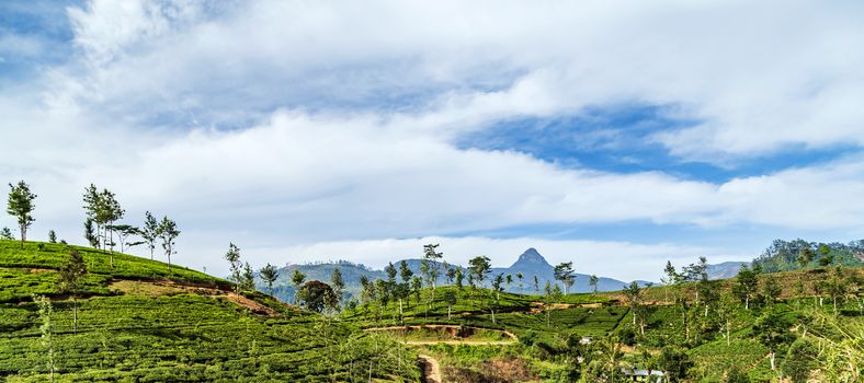 Tea green bush Highlands Sri Lanka. Tea Nuwara Eliya hills valley landscape panoramic view. Green tea bud and fresh leaves. Plantation in Sri Lanka.
