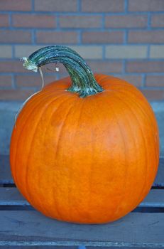 Ripe single pumpkin ready for halloween carving