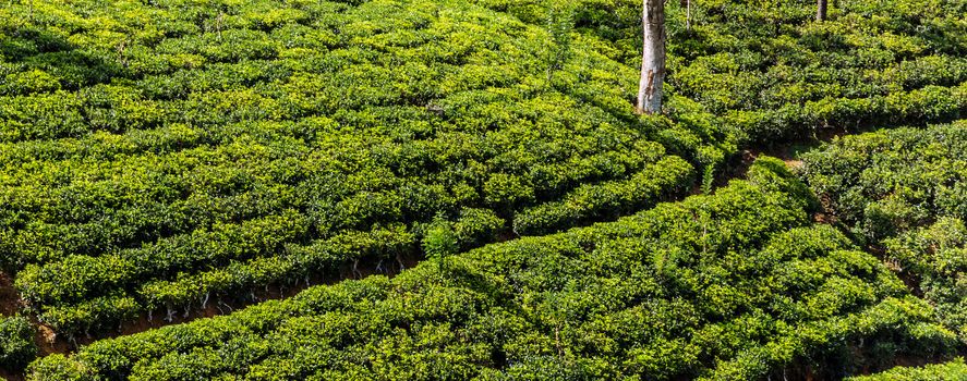 ceylon green tea plantation landscape