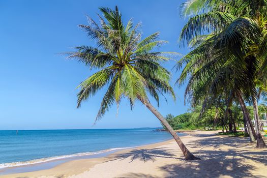 Tropical Coconut palm trees perspective view on blue sky background.