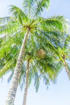Tropical Coconut palm Tilted trees perspective view on blue sky background.