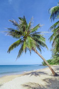 Tropical Coconut palm trees perspective view on blue sky background.