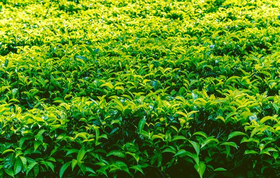 ceylon green tea plantation landscape