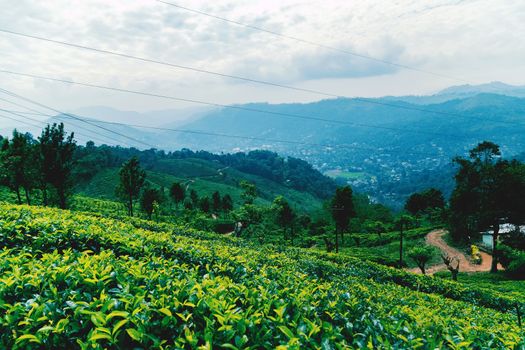 ceylon green tea plantation landscape