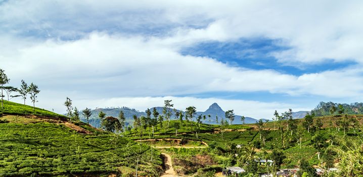 Tea plantations in Sri Lanka Landscape Nuwara Eliya green hills
