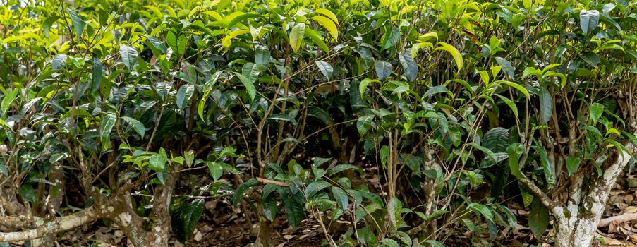 Tea green bush Highlands Sri Lanka. Tea Nuwara Eliya hills valley landscape panoramic view. Green tea bud and fresh leaves. Plantation in Sri Lanka.