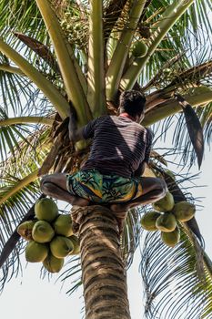 Man Climbing Cocos picker climbs branch harvester harvests coconut palm tree trunk. Sri Lanka King coconut plantation.