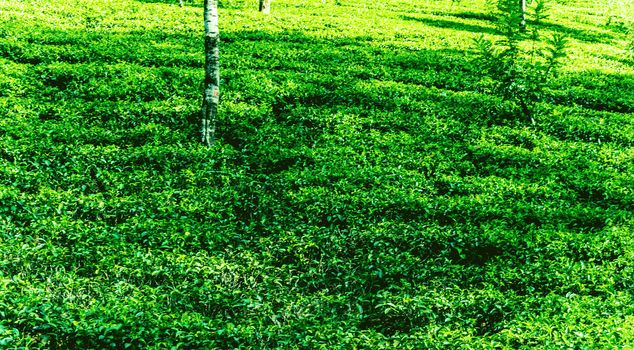 ceylon green tea plantation landscape