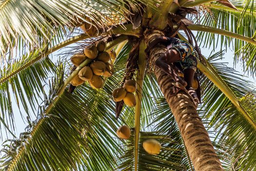 Sri Lanka Vegan organic Coconuts. King coconut palm (Cocos nucifera), coconuts on a tree silhouette background