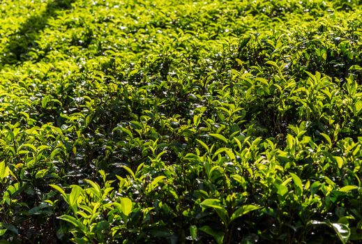 ceylon green tea plantation landscape