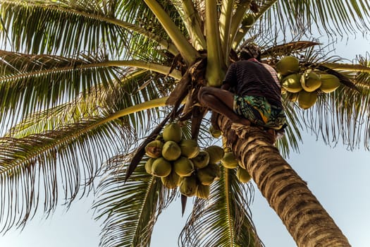 Sri Lanka Golden King coconut plantation. Man Climbing Cocos branch harvester harvests coconut palm tree trunk.