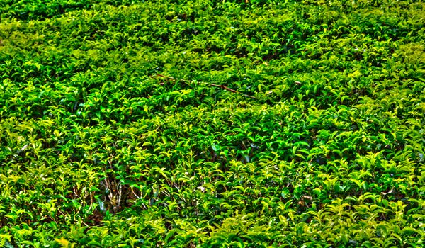 Tea plantations in Sri Lanka Landscape Nuwara Eliya green hills