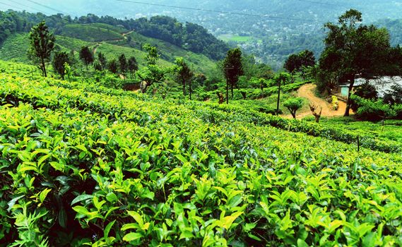 Tea green bush Highlands Sri Lanka. Tea Nuwara Eliya hills valley landscape panoramic view. Green tea bud and fresh leaves. Plantation in Sri Lanka.