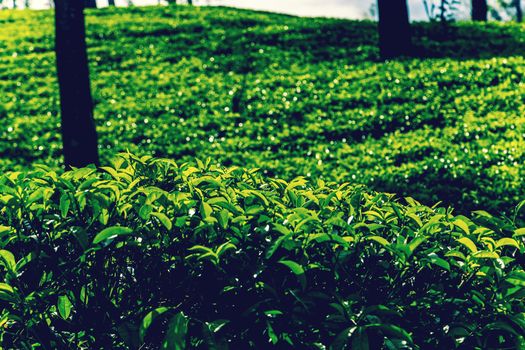 Tea green bush Highlands Sri Lanka. Tea Nuwara Eliya hills valley landscape panoramic view. Green tea bud and fresh leaves. Plantation in Sri Lanka.