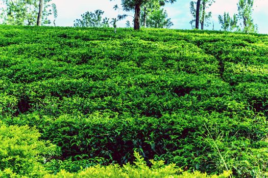 Tea green bush Highlands Sri Lanka. Tea Nuwara Eliya hills valley landscape panoramic view. Green tea bud and fresh leaves. Plantation in Sri Lanka.