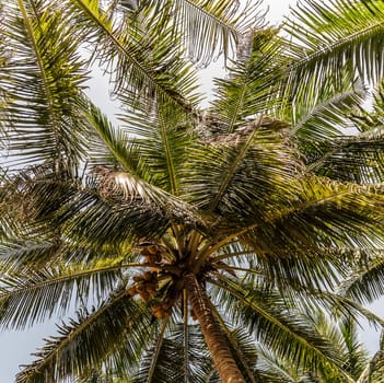 King coconut (Cocos nucifera) fruits Yellow bunches palm coco native to Sri Lanka
