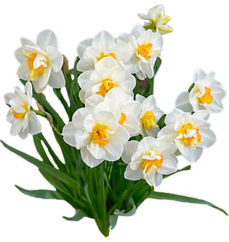 Growing a green bush bouquet of white daffodils with a yellow middle.