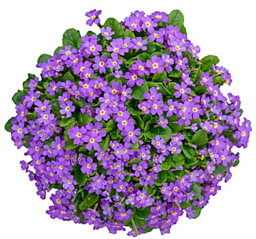 Lush flowerbed of purple flowers with green leaves on a white background.