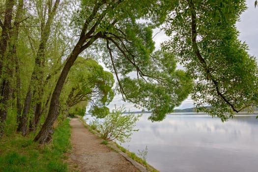 The trees of the sawanus over the road by the river with hanging branches in the morning.