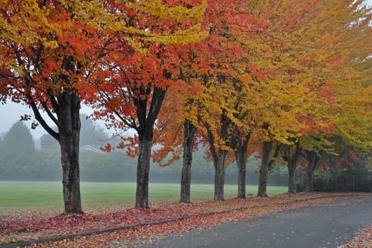 Colorful trees shedding leaves on misty autumn morning