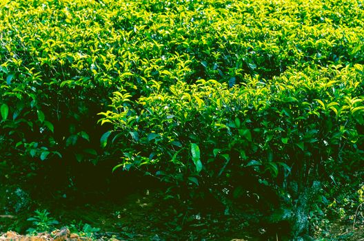ceylon green tea plantation landscape