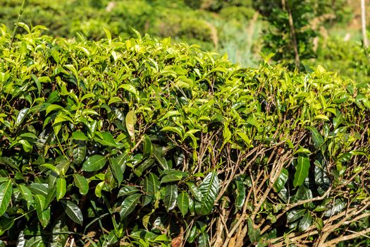 Tea green bush Highlands Sri Lanka. Tea Nuwara Eliya hills valley landscape panoramic view. Green tea bud and fresh leaves. Plantation in Sri Lanka.
