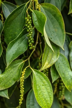 green berries pepper seed tree juicy fresh green leaves glow plantation India