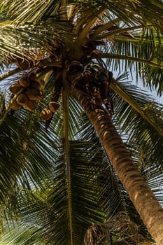 Sri Lanka Golden King coconut plantation. Man Climbing Cocos branch harvester harvests coconut palm tree trunk.
