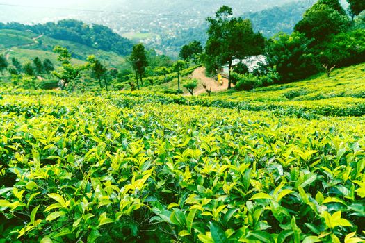 ceylon green tea plantation landscape
