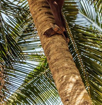 Man Climbing Cocos harvester harvests coconut palm tree trunk. Ceylon Coconut plantation Industry. Coconut trees in Sri Lanka