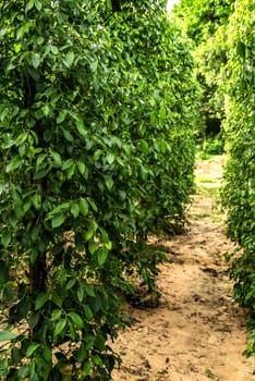 green berries pepper seed tree juicy fresh green leaves glow plantation India