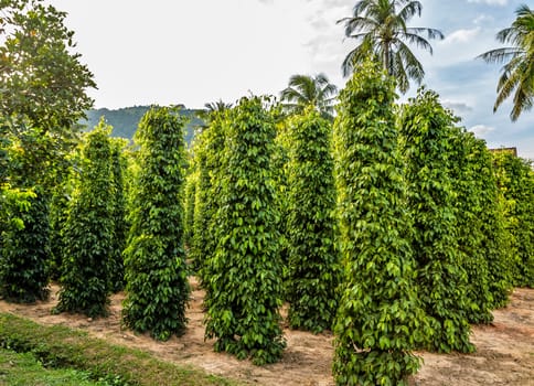 green berries pepper seed tree juicy fresh green leaves glow plantation India