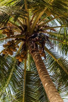 Man Climbing Cocos harvester harvests coconut palm tree trunk. Ceylon Coconut plantation Industry. Coconut trees in Sri Lanka