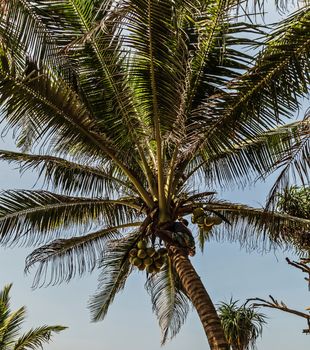 Sri Lanka Golden King coconut plantation. Man Climbing Cocos branch harvester harvests coconut palm tree trunk.