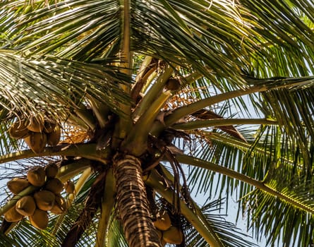King coconut (Cocos nucifera) fruits Yellow bunches palm coco native to Sri Lanka