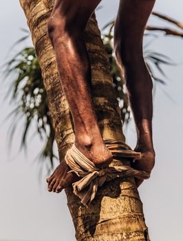 Man Climbing Cocos harvester harvests coconut palm tree trunk. Ceylon Coconut plantation Industry. Coconut trees in Sri Lanka