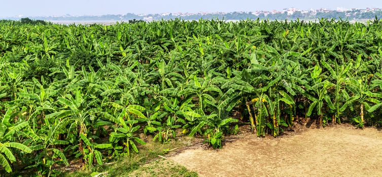 banana fruit palm tree farm organic bananas plantation