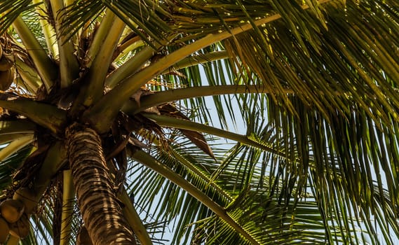 King coconut (Cocos nucifera) fruits Yellow bunches palm coco native to Sri Lanka