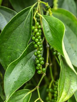 green berries pepper seed tree juicy fresh green leaves glow plantation India